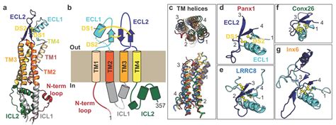 Figures And Data In The Cryo EM Structure Of Pannexin 1 Reveals Unique