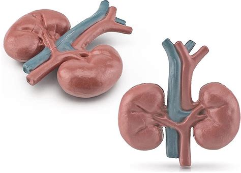 Human Body Model Static Anatomy Organs 3d Human Body Organ Models Toy