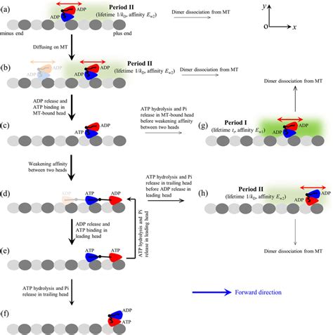 The Model For Processive Walking And Slipping Of Kinesin 8 Motors