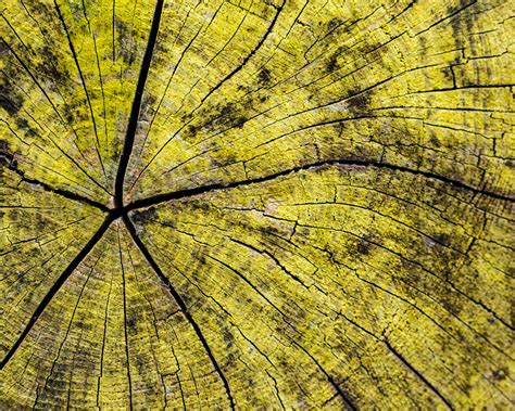 Wallpaper Stump Texture Lines 5120x2880 Uhd 5k Picture Image