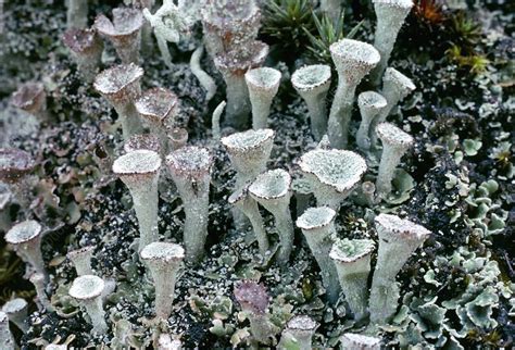 Cup Lichen Cladonia Sp Stock Image C0147770 Science Photo Library