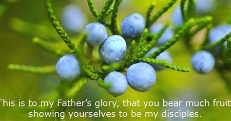 This Is To My Fathers Glory That You Bear Much Fruit Showing