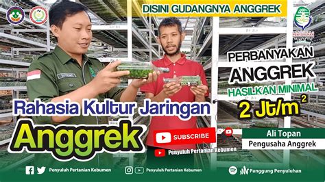 Rahasia Kultur Jaringan Anggrek Perbanyakan Anggrek Bersama Ali