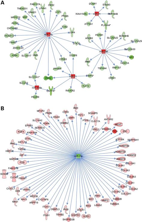 Identification Of Mirnamrna Target Interactions Network Of Mirnamrna Download Scientific