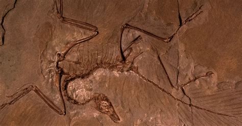 Archaeopteryx The Missing Link Between Birds And Dinosaurs