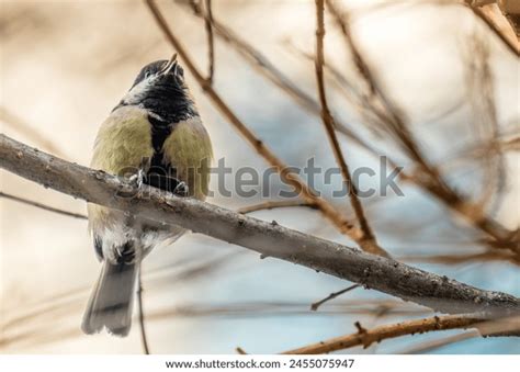 1 Ai Tiny Tits Images Stock Photos 3D Objects Vectors Shutterstock