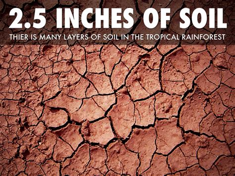 Diagram Of Rainforest Soil Structure