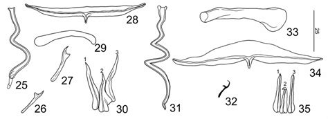 Sclerotized Structures Of Species Of Rhamnocercus Figs 16 24 R