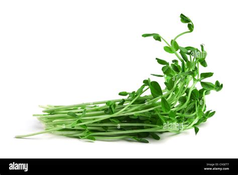 Snow Pea Sprouts Stock Photo Alamy