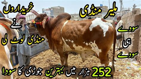 Malir Mandi Karachi Cattle Rates Update 24 May 2022 Cow Mandi 2022