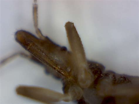 Kissing Bugs Foothill Sierra Pest Control