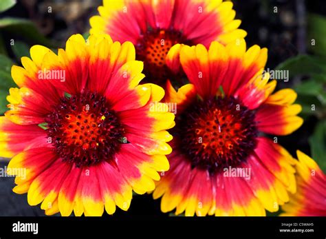 Firewheel Flower Petals Stock Photo Alamy