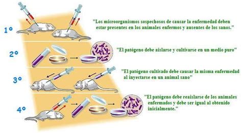 CUMPLE EL CORONAVIRUS LOS POSTULADOS DE KOCH DIMEDINET