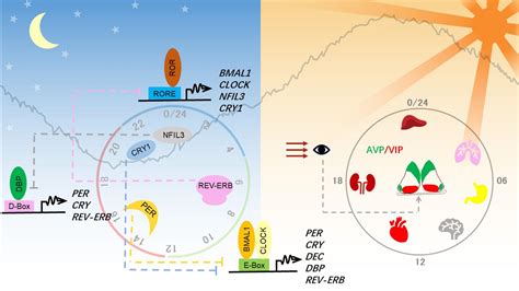 Frontiers Circadian Clock Controlled Checkpoints In The Pathogenesis