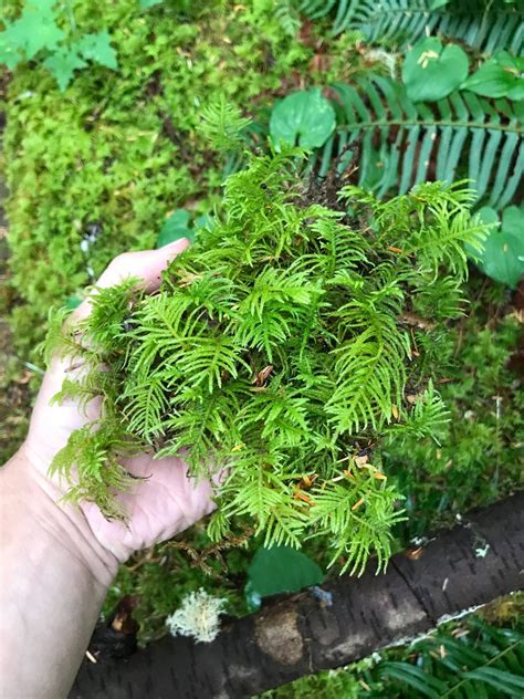 Live Fern Moss For Terrariums Vivariums Moss Gardens Etsy
