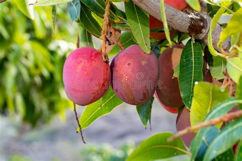 Árbol De Mango Tropical Que Crece En Huerta En La Isla De Gran Canaria