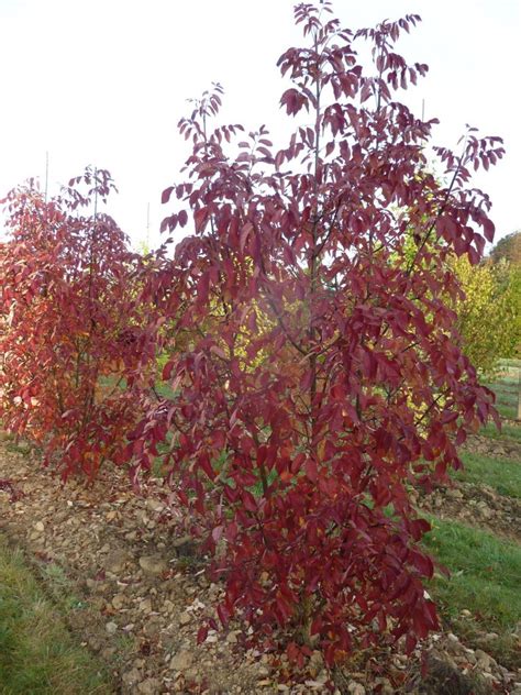 Árboles de otoño los más bonitos