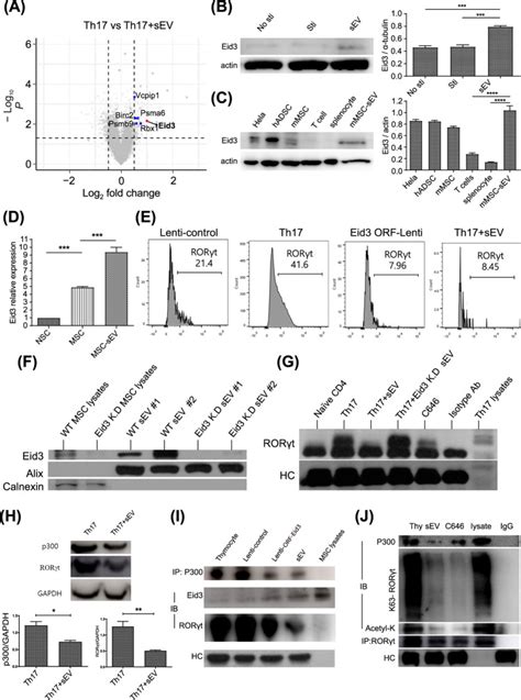 Mesenchymal Stem Cell Derived Extracellular Vesicles Subvert Th17 Cells