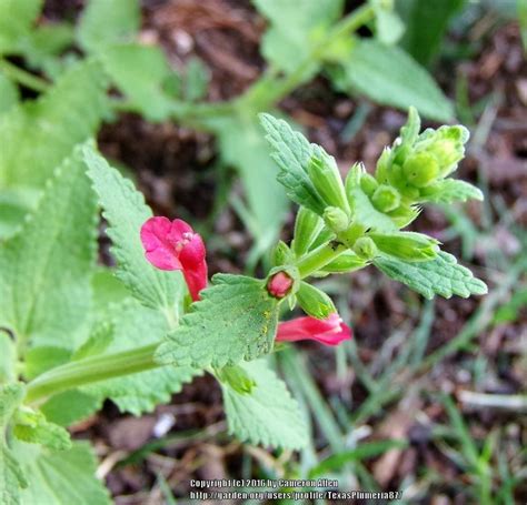 Photo Of The Bloom Of Texas Betony Stachys Coccinea Posted By