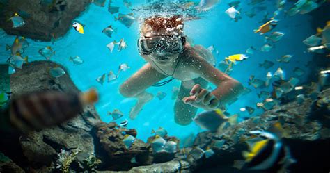 Cancun Reef Snorkeling