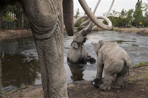 La Brea Tar Pits Dinosaurs Images And Photos Finder