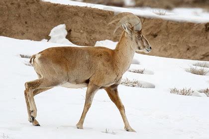 Wildlife of Ladakh: 20 mammals & birds - Ju-Leh Adventure