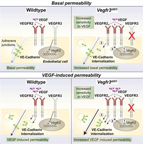 VEGFR3 Modulates Vascular Permeability By Controlling VEGF VEGFR2