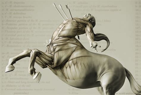 Female Centaur Anatomy