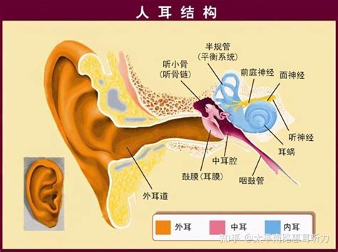 耳朵是怎样听到声音的？ 知乎