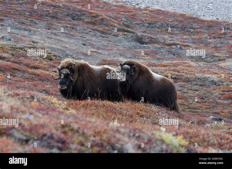 Two Musk Ox Ovibos Moschatus In Autumnal Tundra Vegetation Rødefjord