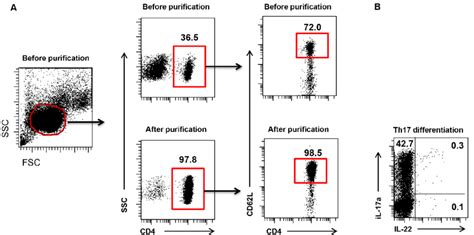 Naïve CD4 T cells purification and Th17 differentiation A Flow