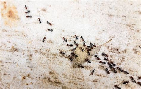 Blog New Jerseys Helpful Guide To Pavement Ant