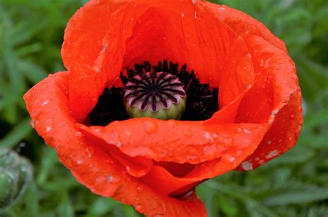 Coquelicot Fleur Domaine Photo Gratuite Sur Pixabay Pixabay