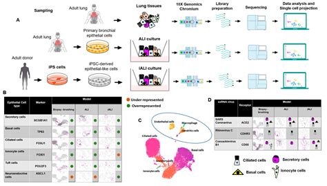 Ijms Free Full Text The Transcriptome Landscape Of The In Vitro