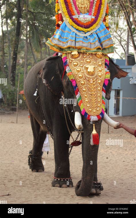 Celebration Decorated elephant Elephant Goddess Occasion Rhythm Statue ...