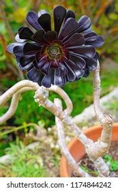 Aeonium Arboreum Zwartkops Images Stock Photos Vectors