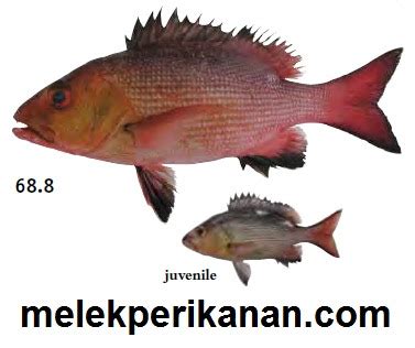 Ikan Kakap Merah Jarang Gigi Kantoan Atau Red Bass Lutjanus Bohar