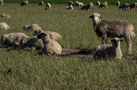 Sheep Free Stock Photo Public Domain Pictures