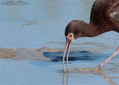 White Faced Ibis With A Red Invertebrate Of Some Kind Mia McPherson S