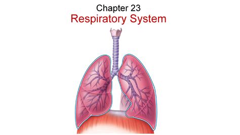 12 Respiratory System Ventilation Chapter 23 Respiratory System