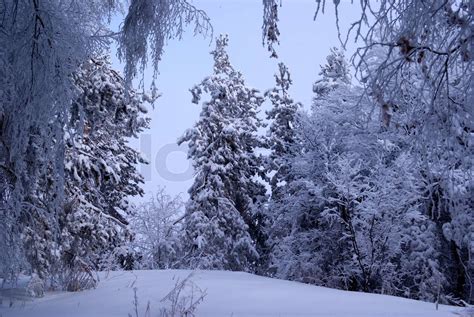 Schneefall Im Winter Bergwald Stock Bild Colourbox