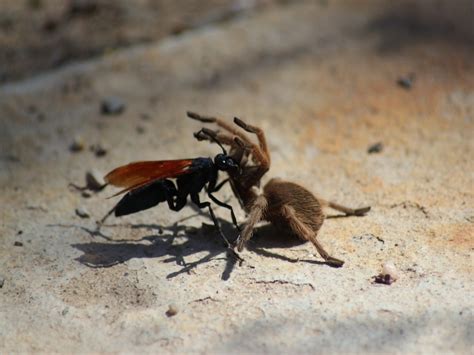 10 Things You Need To Know About Tarantula Hawk Wasps Abc15 Arizona