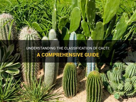 Understanding The Classification Of Cacti A Comprehensive Guide Shuncy