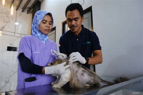 Sudah Ada Kasus Gigitan Anjing Di Kalbar Sejak Januari