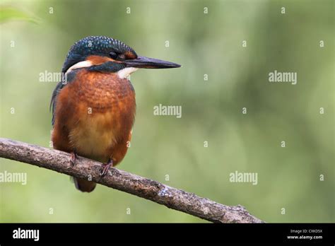 Common Kingfisher Alcedo Atthis Sitting On His Perch Stock Photo Alamy