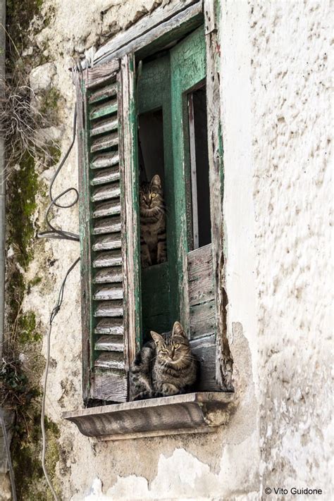 By Vito Cats In Window Gatti Gatti Soriani Fotografia Di Gatti