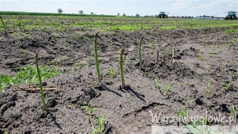 Zielone Szparagi Na Najwi Kszej Plantacji W Europie Cz I Warzywa