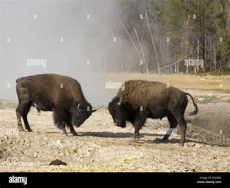 American Bison And Fighting Hi Res Stock Photography And Images Alamy