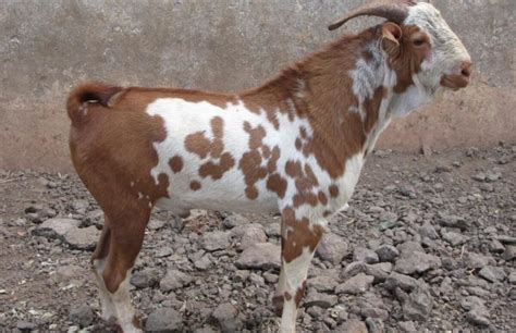 Barbari Goat In West Bengal Barbari Goat Farm In West Bengal