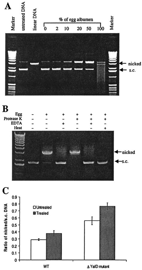 Nuclease Activities Of Egg Albumen A Electrophoresis Analysis Of The